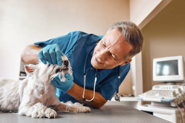 Best Emergency Wisdom Teeth Removal in Panorama Village, TX